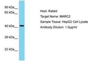 Image no. 1 for anti-Mitochondrial Amidoxime Reducing Component 2 (MARC2) (C-Term) antibody (ABIN6750619)
