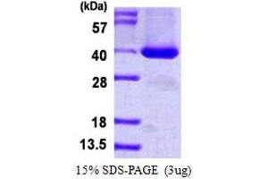 Image no. 2 for Signal Transducing Adaptor Family Member 1 (STAP1) protein (His tag) (ABIN1098624)