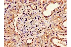 Immunohistochemistry of paraffin-embedded human kidney tissue using ABIN7160959 at dilution of 1:100