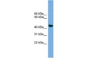 Human Muscle; WB Suggested Anti-BRF2 Antibody Titration: 0. (BRF2 antibody  (C-Term, Middle Region))