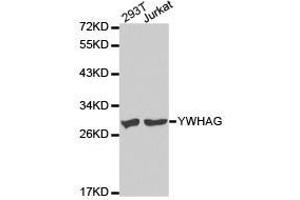 Western Blotting (WB) image for anti-14-3-3 gamma (YWHAG1) antibody (ABIN1875378) (14-3-3 gamma antibody)