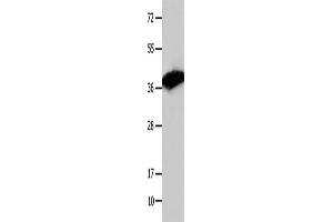 Western Blotting (WB) image for anti-COP9 Constitutive Photomorphogenic Homolog Subunit 5 (Arabidopsis) (COPS5) antibody (ABIN2421762) (COPS5 antibody)