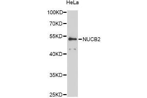 Western blot analysis of extracts of HeLa cells, using NUCB2 antibody (ABIN6290685) at 1:3000 dilution. (NUCB2 antibody)