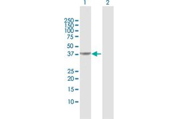 PIPOX antibody  (AA 1-390)