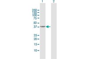 Western Blot analysis of PIPOX expression in transfected 293T cell line by PIPOX MaxPab polyclonal antibody.