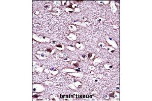 LMO2 Antibody (N-term) (ABIN658023 and ABIN2846961) immunohistochemistry analysis in formalin fixed and paraffin embedded human brain tissue followed by peroxidase conjugation of the secondary antibody and DAB staining. (LMO2 antibody  (N-Term))