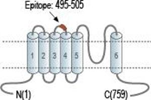 Representative domain view of the target of ABIN7043816.