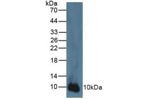 S100A2 antibody  (AA 2-98)