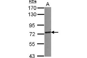 Western Blotting (WB) image for anti-Tripartite Motif Containing 25 (TRIM25) (AA 243-491) antibody (ABIN1501503)