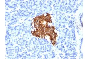 Formalin-fixed, paraffin-embedded human Pancreas stained with Insulin Mouse Monoclonal Antibody (E2-E3). (Insulin antibody)
