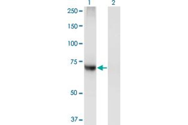 PIGQ antibody  (AA 661-758)