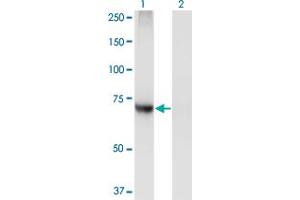 Western Blot analysis of PIGQ expression in transfected 293T cell line by PIGQ monoclonal antibody (M02), clone 2B7. (PIGQ antibody  (AA 661-758))