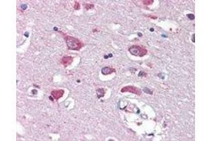 GRIA4 polyclonal antibody  (5 ug/mL) staining of paraffin embedded human cortex.