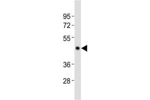 Western blot testing of Caspase-4 antibody at 1:2000 dilution + Raji lysate (Caspase 4 antibody  (AA 163-197))