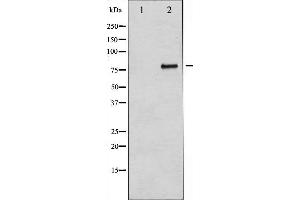 Western blot analysis of B-RAF expression in Insulin treated 293 whole cell lysates,The lane on the left is treated with the antigen-specific peptide. (BRAF antibody  (Internal Region))