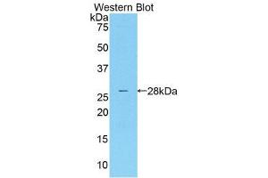 Western Blotting (WB) image for anti-Mannose Associated Serine Protease 2 (AA 445-683) antibody (ABIN1859763)