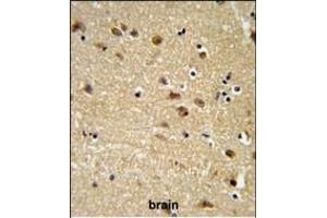 EDIL3 Antibody (Center) (ABIN652953 and ABIN2842608) IHC analysis in formalin fixed and paraffin embedded human brain tissue followed by peroxidase conjugation of the secondary antibody and DAB staining. (EDIL3 antibody  (AA 337-365))
