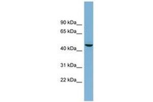 Image no. 1 for anti-Alkaline Phosphatase, Placental-Like 2 (ALPPL2) (AA 431-480) antibody (ABIN6743118) (ALPPL2 antibody  (AA 431-480))