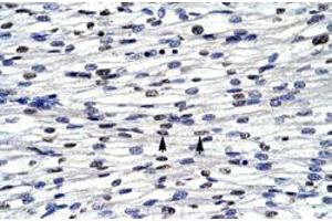 Immunohistochemical staining (Formalin-fixed paraffin-embedded sections) of human heart with BOLA1 polyclonal antibody  at 4-8 ug/mL working concentration. (BOLA1 antibody  (N-Term))