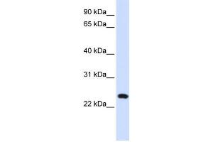 Western Blotting (WB) image for anti-Lysosomal-Associated Membrane Protein Family, Member 5 (LAMP5) antibody (ABIN2459056) (LAMP5 antibody)