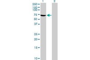 Western Blot analysis of PPP1R16B expression in transfected 293T cell line by PPP1R16B MaxPab polyclonal antibody.