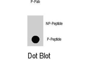 Dot blot analysis of KIAA1303 (phospho S863) polyclonal antibody  on nitrocellulose membrane. (Raptor antibody  (pSer863))
