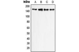 Western blot analysis of PLC gamma 1 expression in HeLa (A), Raw264. (Phospholipase C gamma 1 antibody  (C-Term))