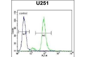 ZIK1 Antibody (Center) (ABIN654536 and ABIN2844254) flow cytometric analysis of  cells (right histogram) compared to a negative control cell (left histogram). (ZIK1 antibody  (AA 186-215))