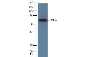 Mouse liver lysates probed with Rabbit Anti-FMO5 Polyclonal Antibody (ABIN1714764) at 1:300 overnight in 4˚C. (FMO5 antibody  (AA 251-350))