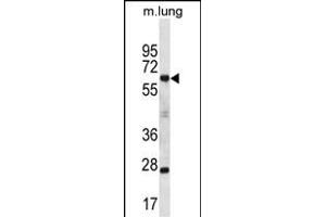 SP2 Antibody (C-term) (ABIN657045 and ABIN2837886) western blot analysis in mouse lung tissue lysates (35 μg/lane). (Sp2 antibody  (C-Term))