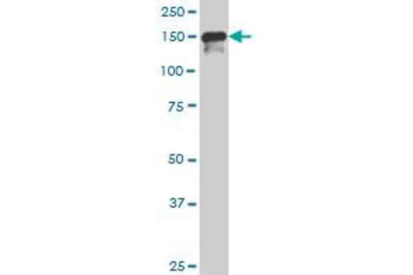 SUPT5H antibody  (AA 981-1087)