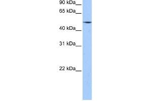 WB Suggested Anti-ESRRG Antibody Titration:  0.