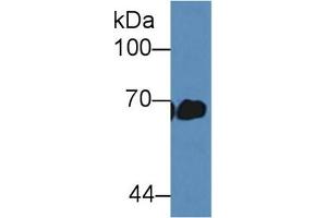 Albumin antibody