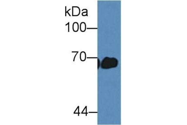 Albumin antibody