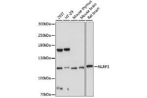 Western blot analysis of extracts of various cell lines, using NLRP3 antibody. (NLRP3 antibody)