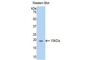 Western Blotting (WB) image for anti-Pleiotrophin (PTN) (AA 33-168) antibody (ABIN3206895)