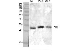 Western Blotting (WB) image for anti-Apolipoprotein F (APOF) (C-Term) antibody (ABIN3180488)