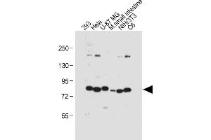 All lanes : Anti-cGKI (cGKI beta) Antibody (C-term) at 1:1000 dilution Lane 1: 293 whole cell lysate Lane 2: Hela whole cell lysate Lane 3: U-87 MG whole cell lysate Lane 4: Mouse small intestine tissue lysate Lane 5: NIH/3T3 whole cell lysate Lane 6: C6 whole cell lysate Lysates/proteins at 20 μg per lane. (PRKG1 antibody  (C-Term))