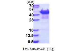 SDS-PAGE (SDS) image for Sorbin and SH3 Domain Containing 3 (Sorbs3) (AA 1-329) protein (His tag) (ABIN6387361)