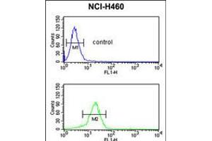 Flow cytometric analysis of NCI-H460 cells (bottom histogram) compared to a negative control cell (top histogram). (YAP1 antibody  (C-Term))