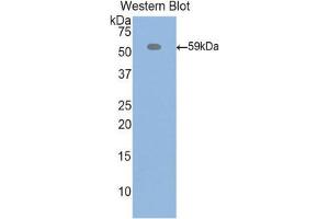 Western Blotting (WB) image for anti-Inter alpha Globulin Inhibitor H4 (ITIH4) (AA 478-722) antibody (ABIN1859513) (ITIH4 antibody  (AA 478-722))