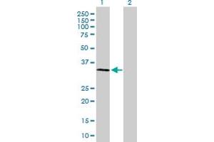 SSR1 antibody  (AA 1-286)