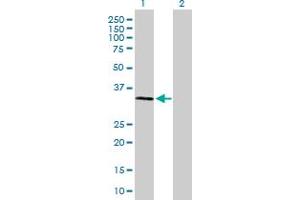 Western Blot analysis of SSR1 expression in transfected 293T cell line by SSR1 MaxPab polyclonal antibody.