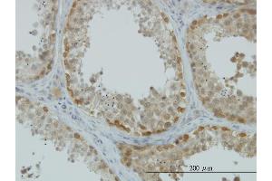 Immunoperoxidase of monoclonal antibody to ASNA1 on formalin-fixed paraffin-embedded human testis. (ASNA1 antibody  (AA 239-348))