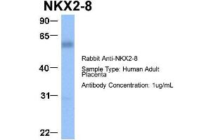 Host:  Rabbit  Target Name:  NKX2-8  Sample Type:  Human Adult Placenta  Antibody Dilution:  1. (NKX2-8 antibody  (C-Term))