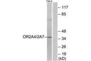 Western blot analysis of extracts from HeLa cells, using OR2A4/2A7 Antibody. (OR2A4/7 (AA 231-280) antibody)