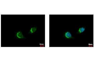 ICC/IF Image ETEA antibody [C3], C-term detects FAF2 protein at endoplasmic reticulum by immunofluorescent analysis. (FAF2 antibody  (C-Term))