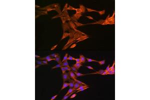 Immunofluorescence (IF) image for anti-Squalene Epoxidase (SQLE) (AA 143-400) antibody (ABIN1513563)