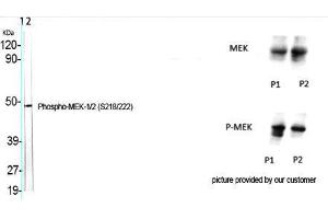 Western Blot (WB) analysis of specific cells using Phospho-MEK-1/2 (S218/222) Polyclonal Antibody. (MEK1/2 antibody  (pSer218, pSer222))