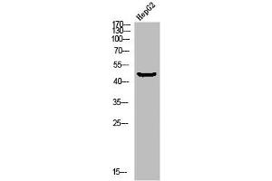 Western blot analysis of HEPG2-UV using p-MEK-1 (S298) antibody. (MEK1 antibody  (pSer298))